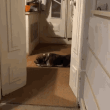 a dog laying on the floor in a kitchen