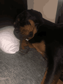 Tired Bored GIF - Tired Bored Dog GIFs