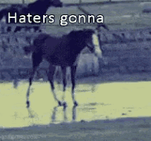 Haters Gonna GIF - Haters Gonna Hate GIFs