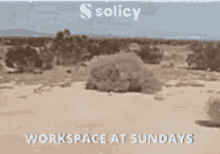 Solicy Sunday GIF - Solicy Sunday GIFs