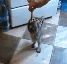 Cats Greed Four GIF - Cats Greed Four GIFs