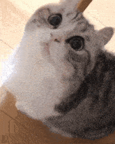 a gray and white cat is looking up at the camera .