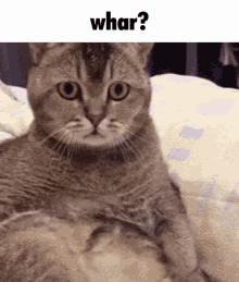 What Whar GIF - What Whar Cat GIFs
