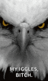Eagle Animated GIF - Eagle Animated Serious GIFs