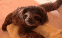 Baby Sloth Cute GIF - Baby Sloth Cute Pet GIFs