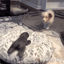 Puppy Pouncing On Toy Viralhog GIF - Puppy Pouncing On Toy Viralhog Playtime GIFs