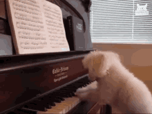 musician dogs
