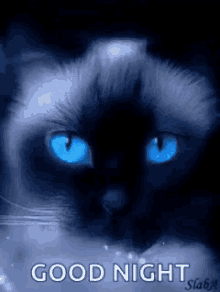 Good Night Cat GIF - Good Night Cat Gif GIFs