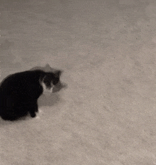 a black and white cat is laying on a carpet
