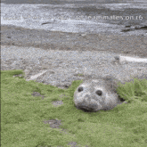 a seal with its mouth open and the words dodo when he gets bad teammates on me below it