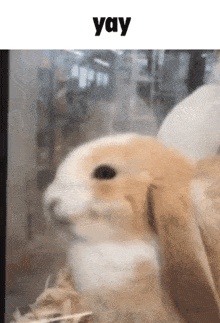 Bunny Bunny Yay GIF