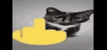 Fouc You Cat GIF - Fouc You Cat Very Cool GIFs