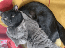 I Love You Ill Do Anything For You GIF - I Love You Ill Do Anything For You Kitty GIFs