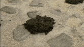 a pile of dirt is sitting on the ground