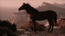 Horse Scenery GIF - Horse Scenery Mountain GIFs