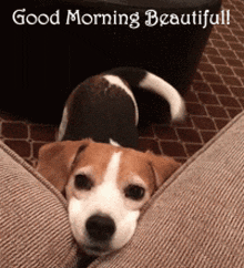 Good Morning Beautiful GIF - Good Morning Beautiful Puppy GIFs