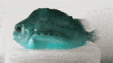 a blue fish with black spots is sitting in a clear container