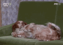 Sima Dog GIF - Sima Dog Sleep GIFs