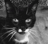 Chat Cat GIF - Chat Cat Cat Meme GIFs
