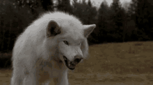 white wolf with blue eyes gif