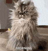 a fluffy cat is sitting on a table and looking at the camera with a funny face .