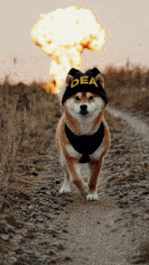 a dog wearing a hat that says dea walks down a dirt road