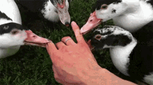 Lol GIF - Duck Duckling Yummy GIFs