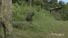 Orangutan Jungle School GIF - Orangutan Jungle School GIFs