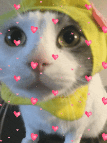 Cat Kirby GIF - Cat Kirby Cute GIFs