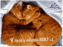 обнимашки кот котики мило прелесть GIF - Cat Cuddle Pet GIFs