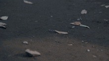 a white bottle is laying on the ground with leaves