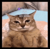 a cat with the words light and erika my sons written above it