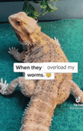 a bearded dragon is laying on a green carpet with a sticker that says when they overload my worms