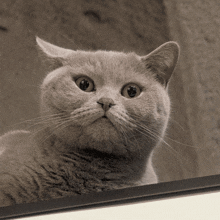 a close up of a cat 's face with a surprised look on its face