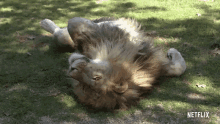 Lion Big Cat GIF - Lion Big Cat Exotic GIFs