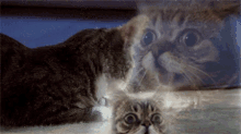 Cat Majestic GIF - Cat Majestic GIFs