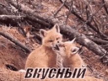 лиса лисичка кусь кусать вкусный GIF - Fox Babies Foxes GIFs