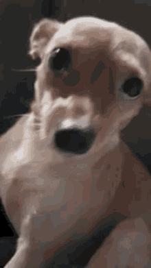 Yuki Dog GIF - Yuki Dog GIFs