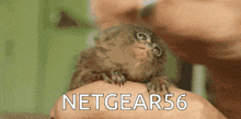 Netgear Netgear56 GIF - Netgear Netgear56 Marmoset GIFs
