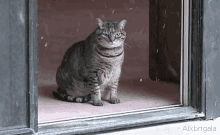Cat Snow GIF - Cat Snow Fat Cat GIFs