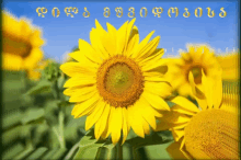 Ninisjgufi Sunflower GIF - Ninisjgufi Sunflower დილა_მშვიდობისა GIFs