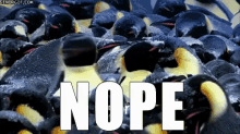 Nope Penguins GIF - Nope Penguins Shaking Head GIFs