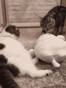 two cats are playing with a stuffed animal on a carpet .