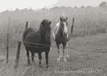 Nondeju Brabants GIF - Nondeju Brabants Brabantinbeelden GIFs