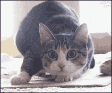 Cat Moves Ass GIF - Cat Moves Ass GIFs
