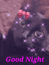 a black cat with a pink bow on its head and the words good night below it