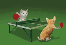 Cats Tennis GIF - Cats Tennis GIFs