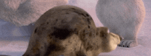 Norm Of The North Seal GIF - Norm Of The North Seal Norm Of The North King Sized Adventure GIFs