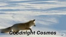Cosmos Goodnight GIF - Cosmos Goodnight Fox GIFs