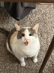 a calico cat is sitting on a carpet with its mouth open